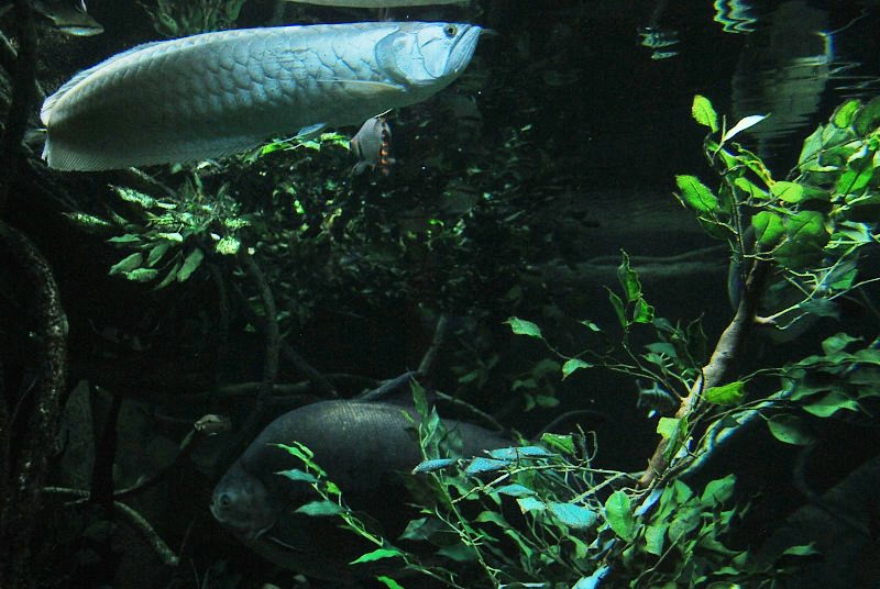silver fish swimming by green plants