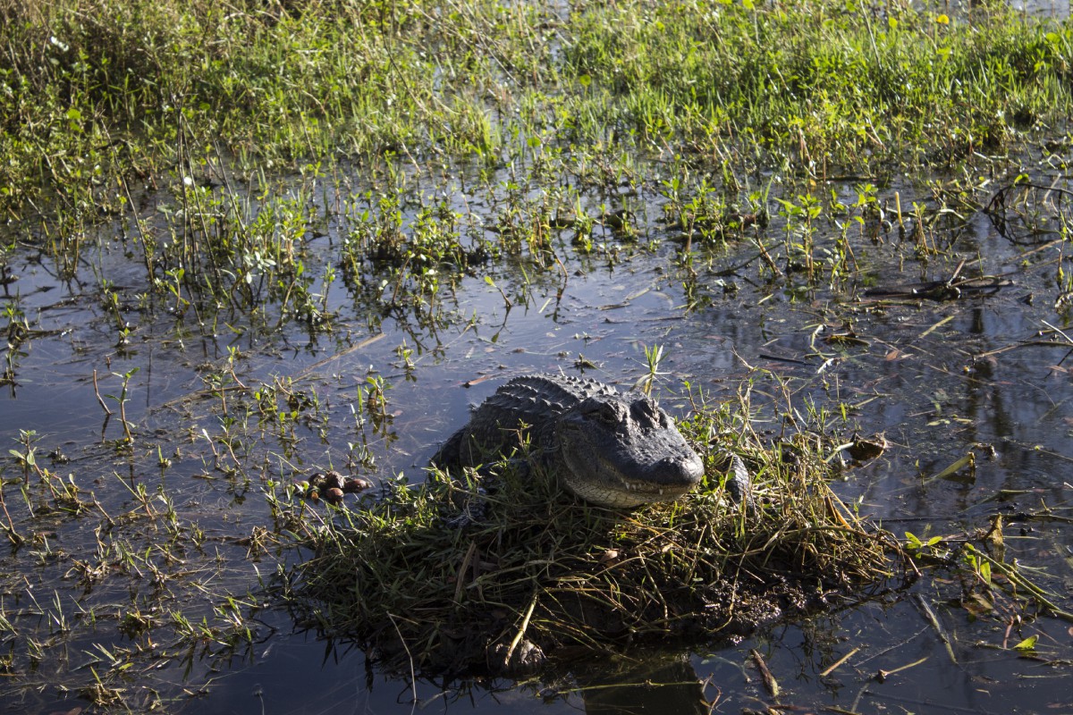 an alligator in a marsh