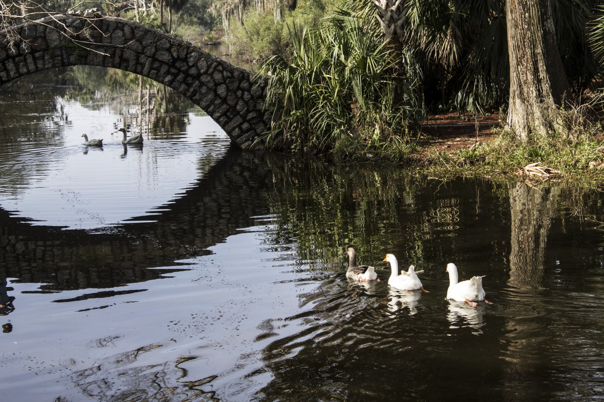 ducks on a pond, swimming under a stone bridge