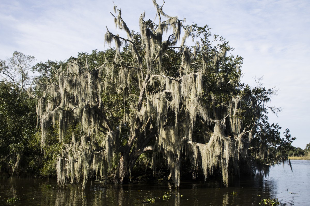 a swamp tree with hanging moss