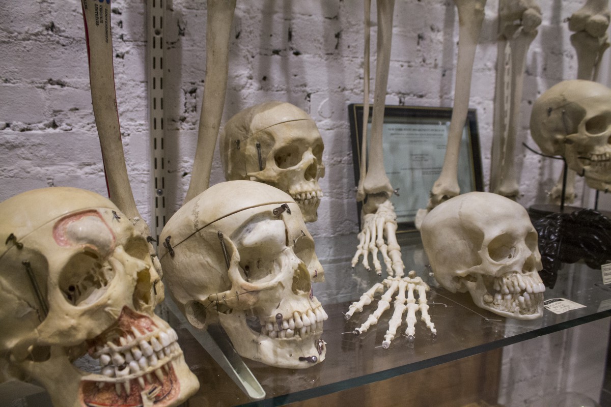 human skulls and bones