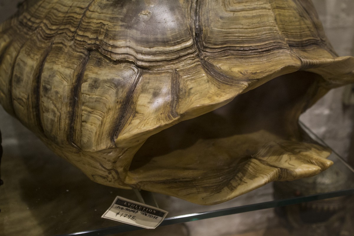 an empty tortoise shell