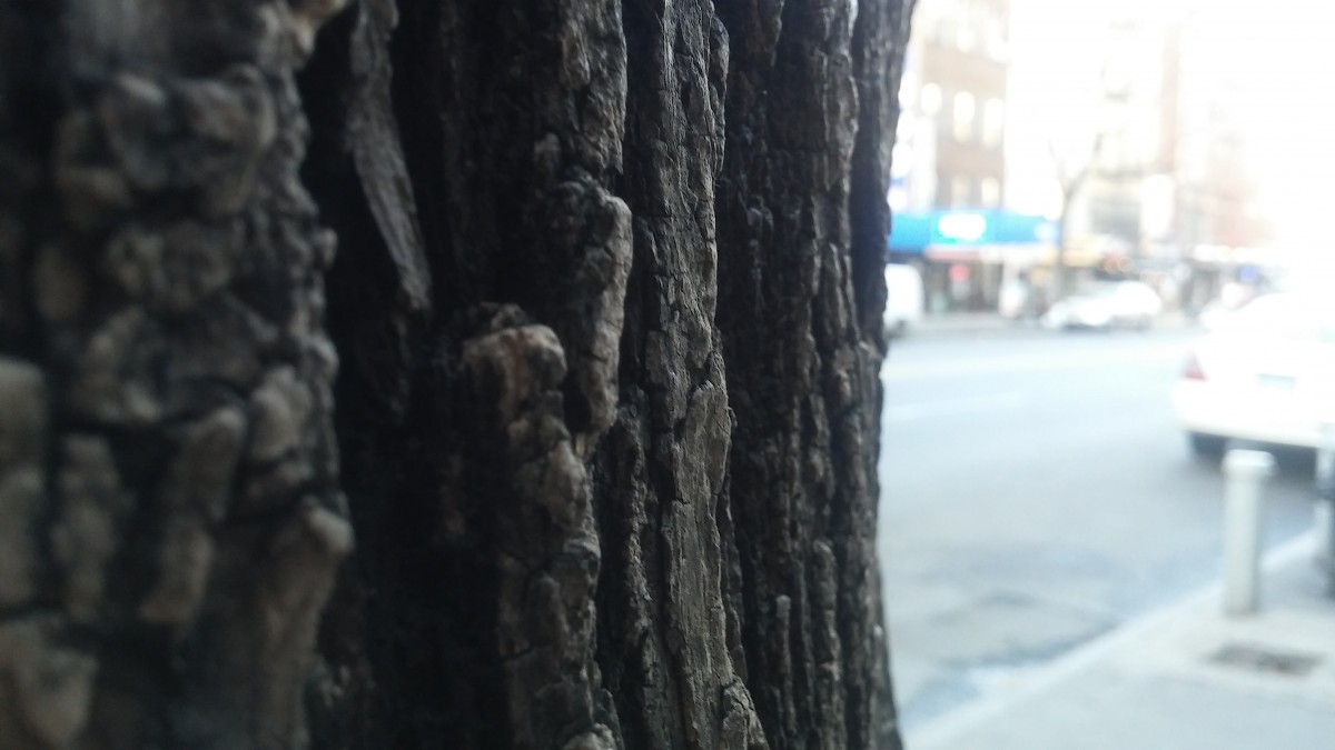 a tree on the sidewalk