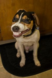 dog smiling showing teeth