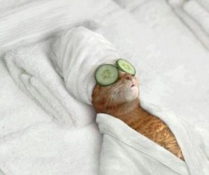 cat laying down with cucumber on eyes like a spa