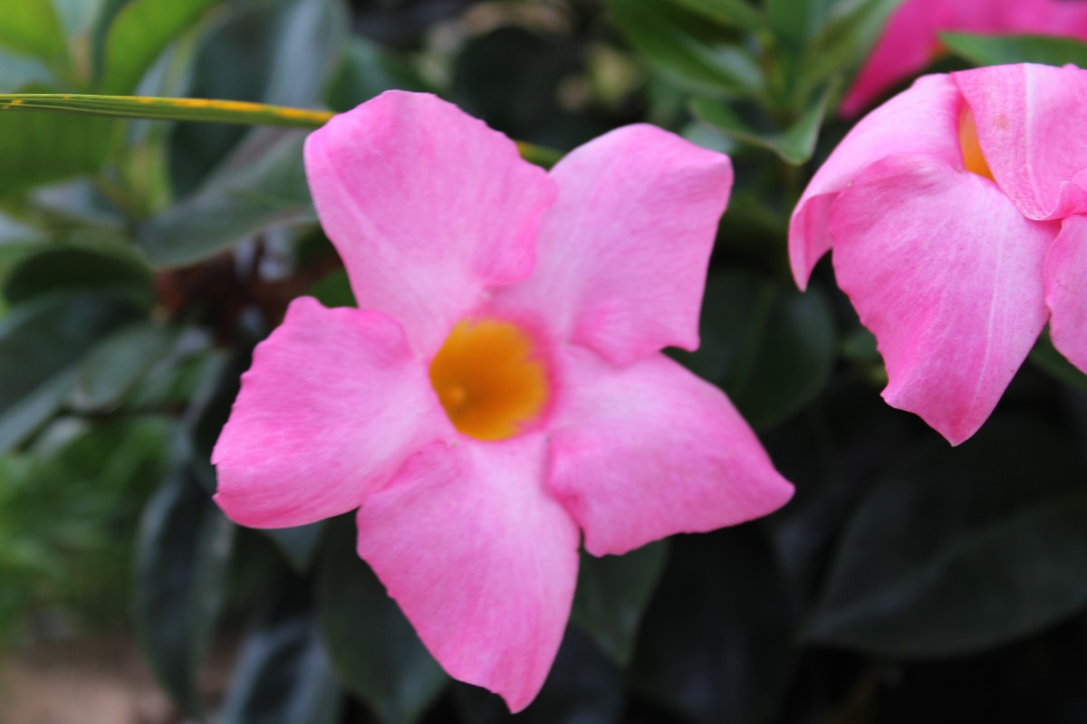 Floral pink image