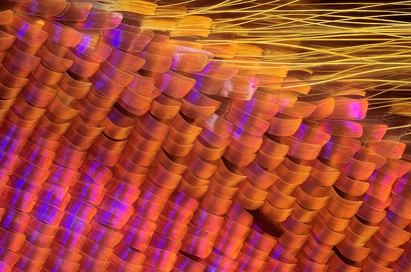 zoomed in moth scales making a pattern of yellow, orange, and purple colored structures
