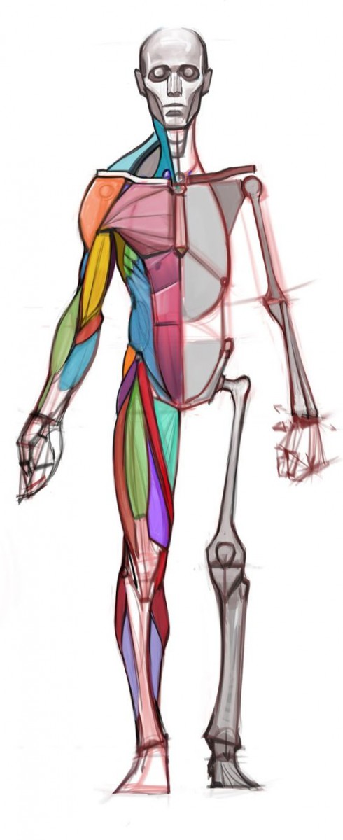 Figure Drawing: The Structural Anatomy and Expressive Design of the Human  Form (Mysearchlab Series for Art)