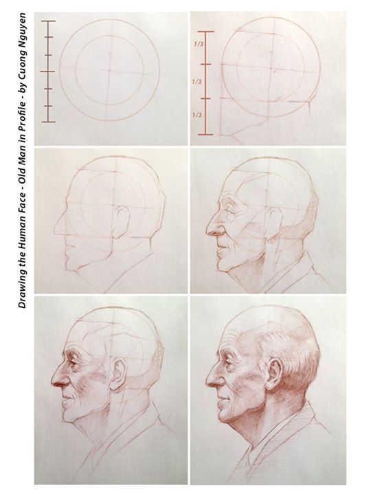 drawing head proportions