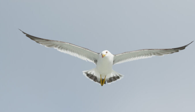 A seagull gliding against an empty sky