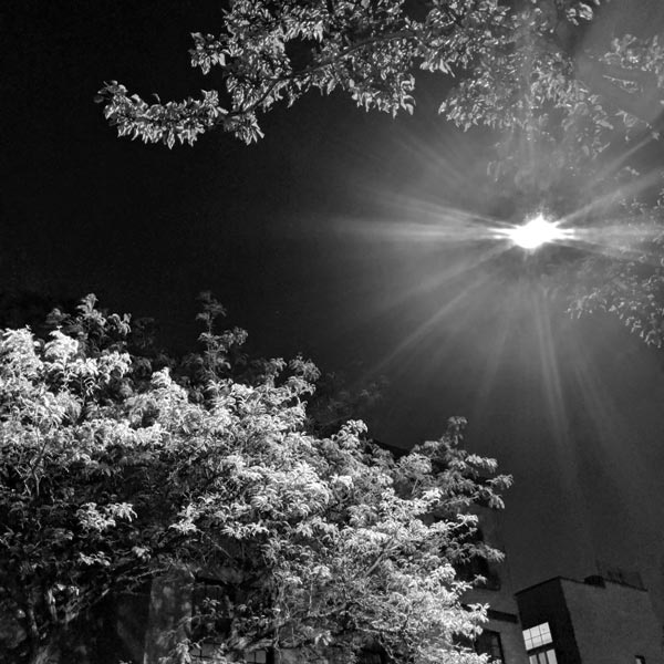 black and white photo of a streetlight illuminating trees at night