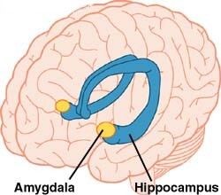 image of hippocampi